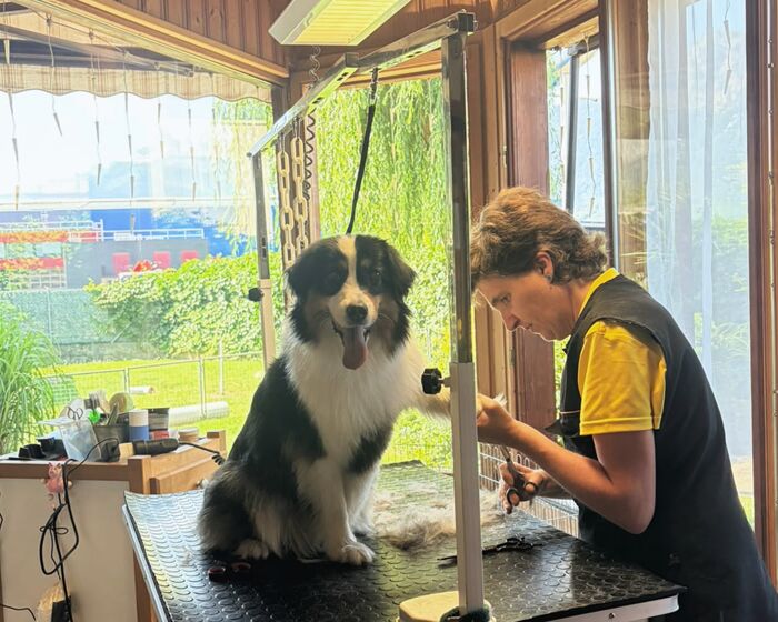 Monique taille au ciseau un berger australien assis sur la table de toilettage, devant les baies vitrées ouvertes sur le jardin.