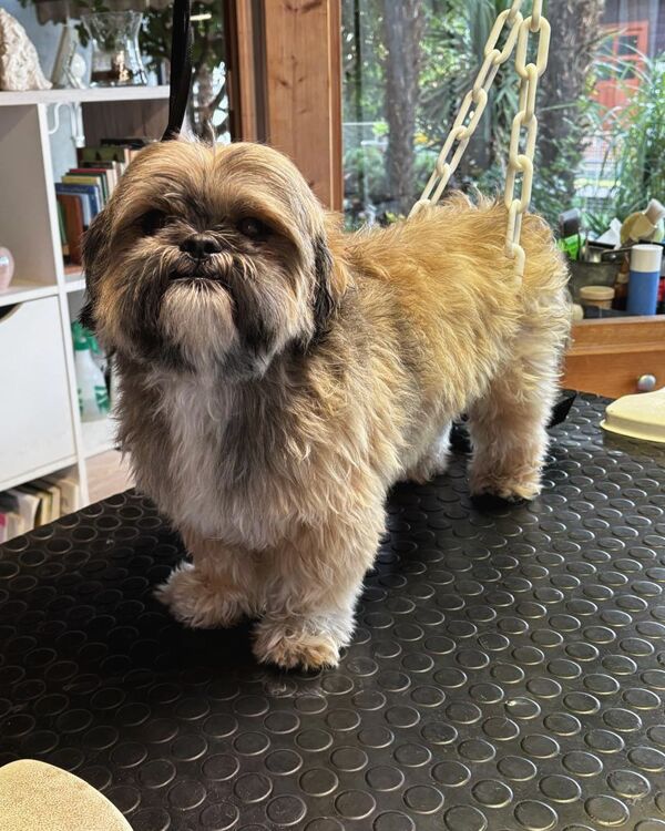 Shih tzu au poil long et emmêlé, debout sur la table de toilettage avant la séance.