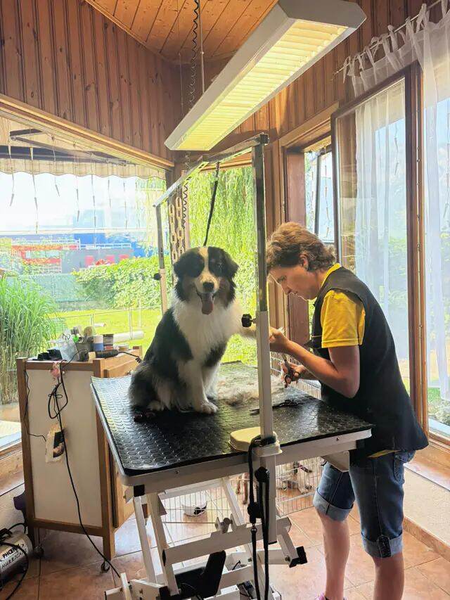 Monique taille au ciseau un berger australien assis sur la table, le jardin derrière.
