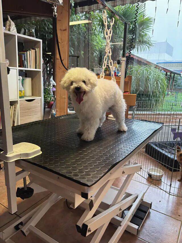Bichon frisé blanc fraîchement tondu, debout, langue sortie.