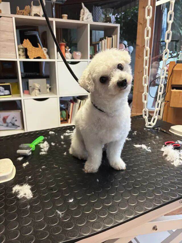 Bichon frisé assis sur la table, les poils coupés encore autour de lui.