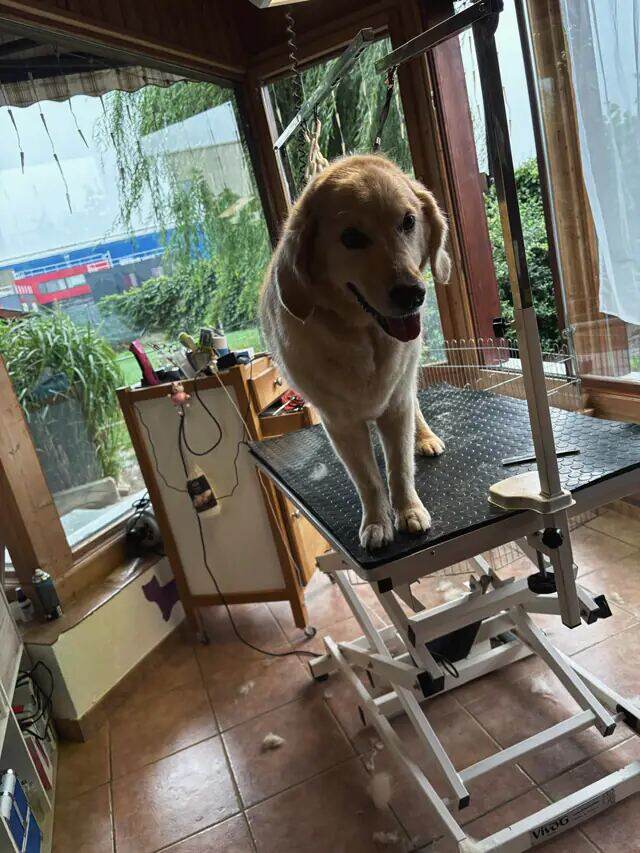 Golden retriever de face, gueule ouverte, sur la table de toilettage.