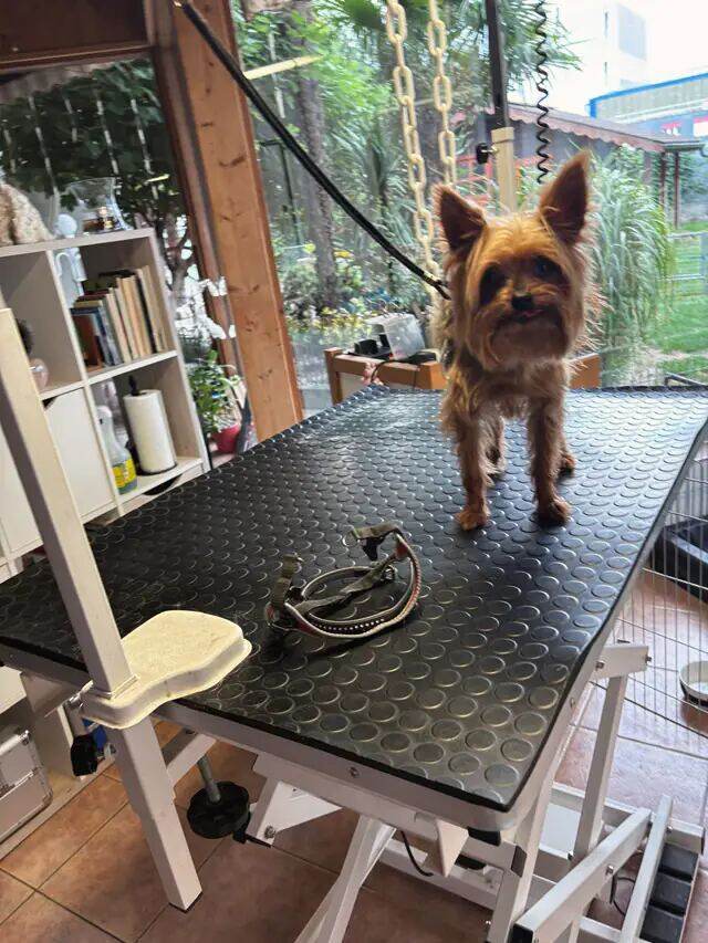 Yorkshire terrier aux oreilles dressées, debout sur la table.