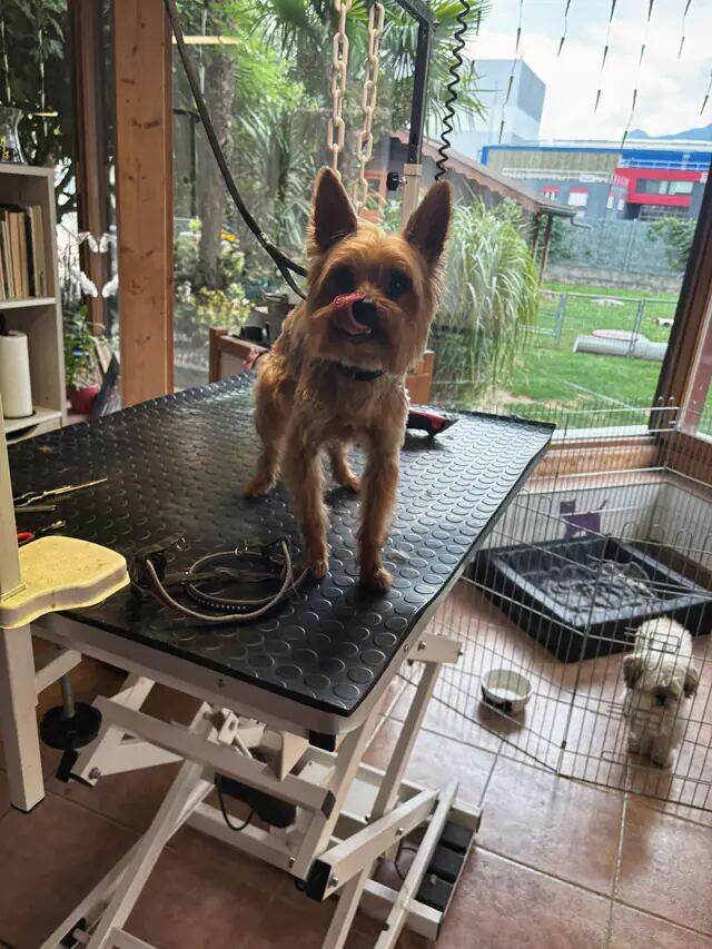 Yorkshire terrier en train de se lécher le museau.