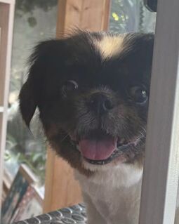 Gros plan sur la tête d'un petit chien noir et blanc de type pékinois, langue sortie.