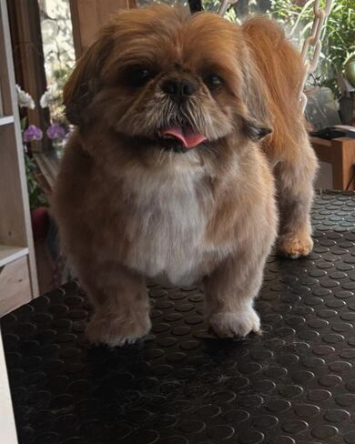 Shih tzu doré au corps tondu court, tête et oreilles laissées longues, langue sortie.