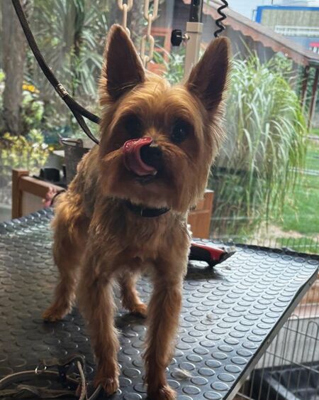 Yorkshire terrier qui se lèche la truffe, la tondeuse posée sur la table.